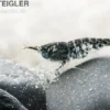 Blue Navy Shrimp, Neocaridina davidi