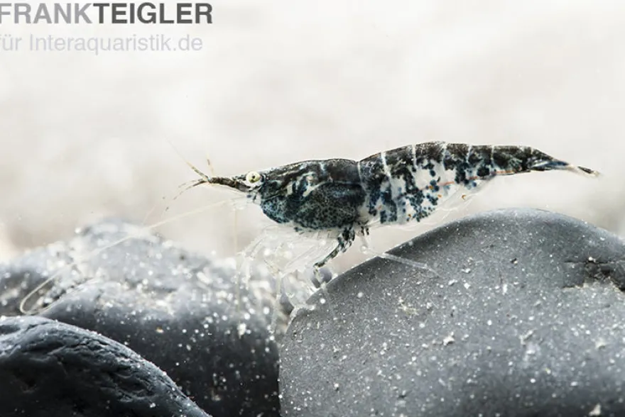 Blue Navy Shrimp, Neocaridina davidi