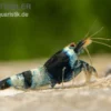Blue Panda Garnele, Caridina spec. Blue Panda (Taiwan Bee)