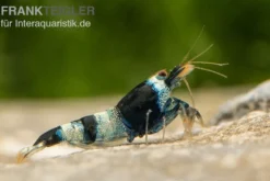 Blue Panda Garnele, Caridina spec. Blue Panda (Taiwan Bee)