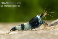Blue Panda Garnele, Caridina spec. Blue Panda (Taiwan Bee)