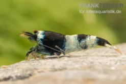 Blue Panda Garnele, Caridina spec. Blue Panda (Taiwan Bee)