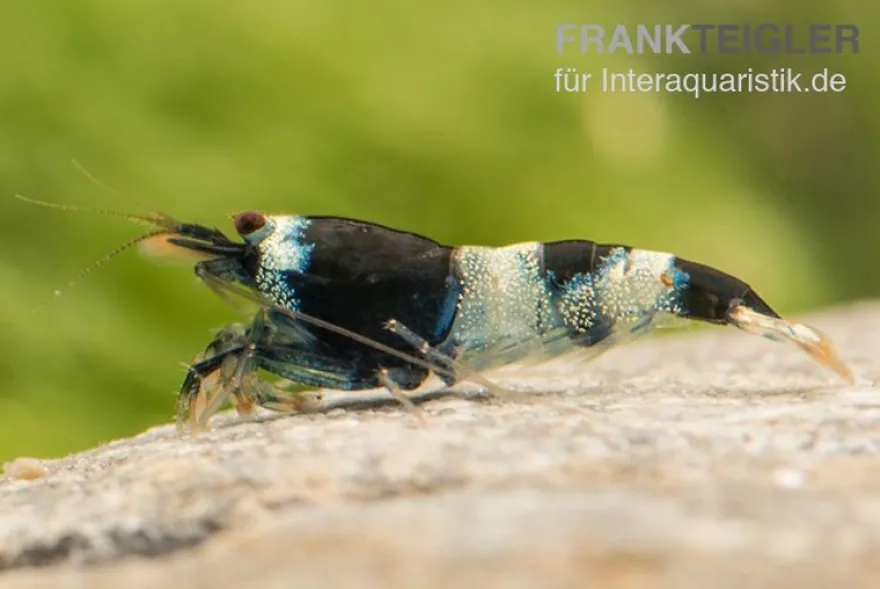 Blue Panda Garnele, Caridina spec. Blue Panda (Taiwan Bee)