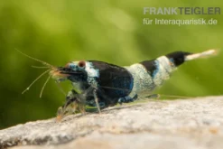 Blue Panda Garnele, Caridina spec. Blue Panda (Taiwan Bee)