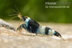 Blue Panda Garnele, Caridina spec. Blue Panda (Taiwan Bee)