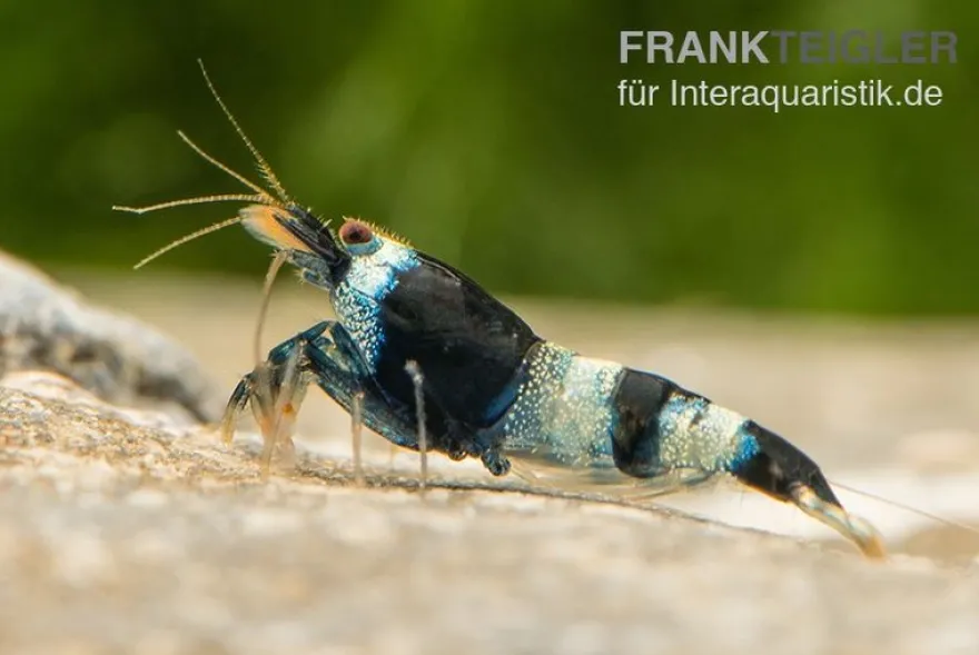 Blue Panda Garnele, Caridina spec. Blue Panda (Taiwan Bee)