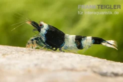 Blue Panda Garnele, Caridina spec. Blue Panda (Taiwan Bee)
