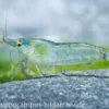 Blue Pearl Garnele, Neocaridina cf. zhangjiajiensis