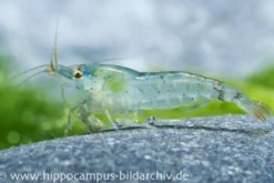 Blue Pearl Garnele, Neocaridina cf. zhangjiajiensis