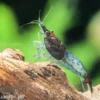 Blue Rili Shrimp, Neocaridina davidi