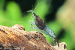 Blue Rili Shrimp, Neocaridina davidi
