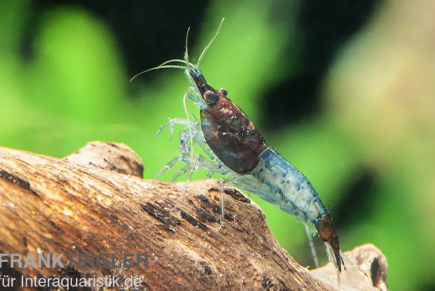 Blue Rili Shrimp, Neocaridina davidi