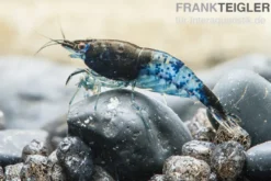 Blue Rili Shrimp, Neocaridina davidi