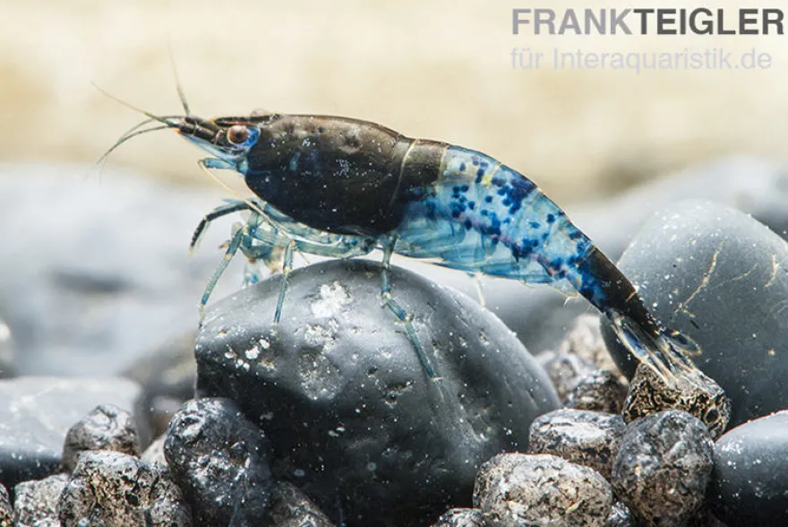 Blue Rili Shrimp, Neocaridina davidi