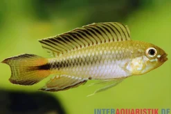 Blutkehl-Apistogramma, Apistogramma uaupesi, paarweise