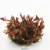 Blutrote Rotala, Rotala rotundifolia "Blood Red", Topf