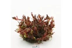 Blutrote Rotala, Rotala rotundifolia "Blood Red", Topf