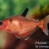 Blutsalmler, Hyphessobrycon eques, DNZ Super-Rot