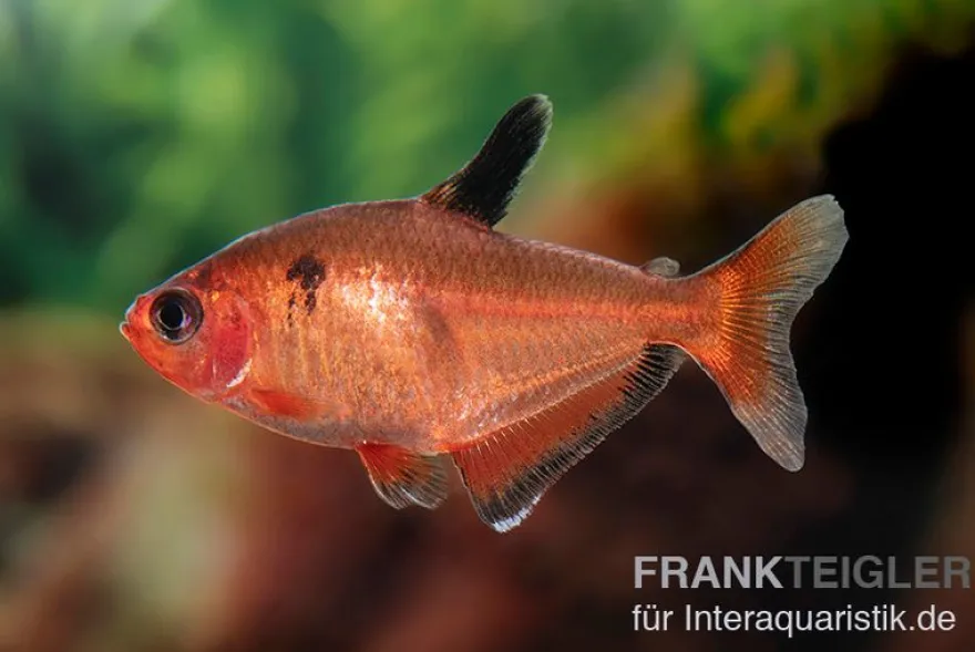 Blutsalmler, Hyphessobrycon eques, DNZ Super-Rot