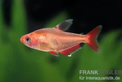 Blutsalmler, Hyphessobrycon eques, DNZ Super-Rot