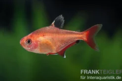 Blutsalmler, Hyphessobrycon eques, DNZ Super-Rot