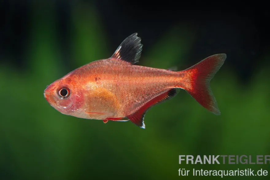 Blutsalmler, Hyphessobrycon eques, DNZ Super-Rot
