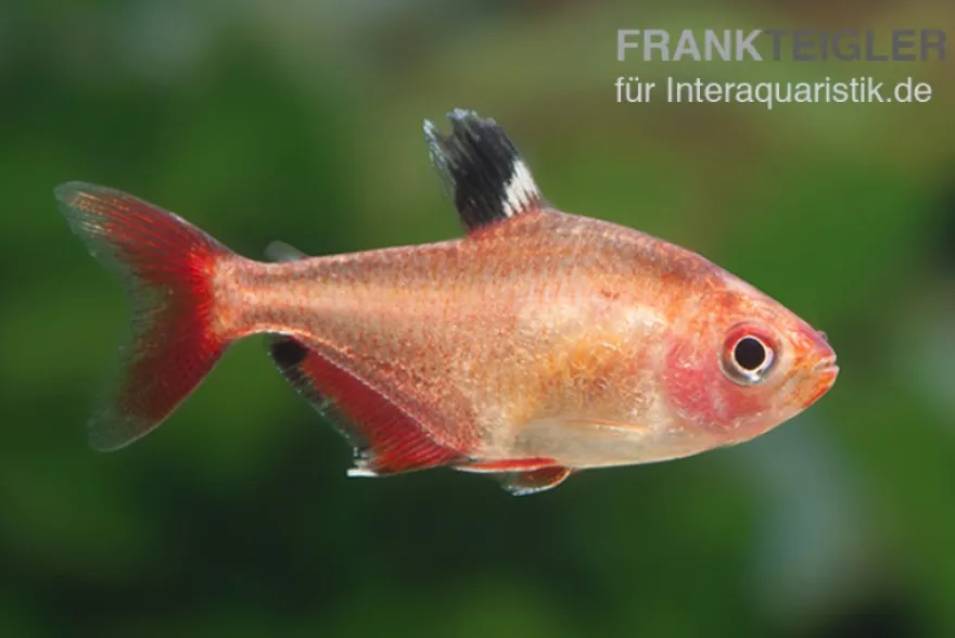 Blutsalmler, Hyphessobrycon eques, DNZ Super-Rot