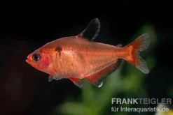 Blutsalmler, Hyphessobrycon eques, DNZ Super-Rot