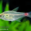 Blutschwanzsalmler, Hemigrammus stictus