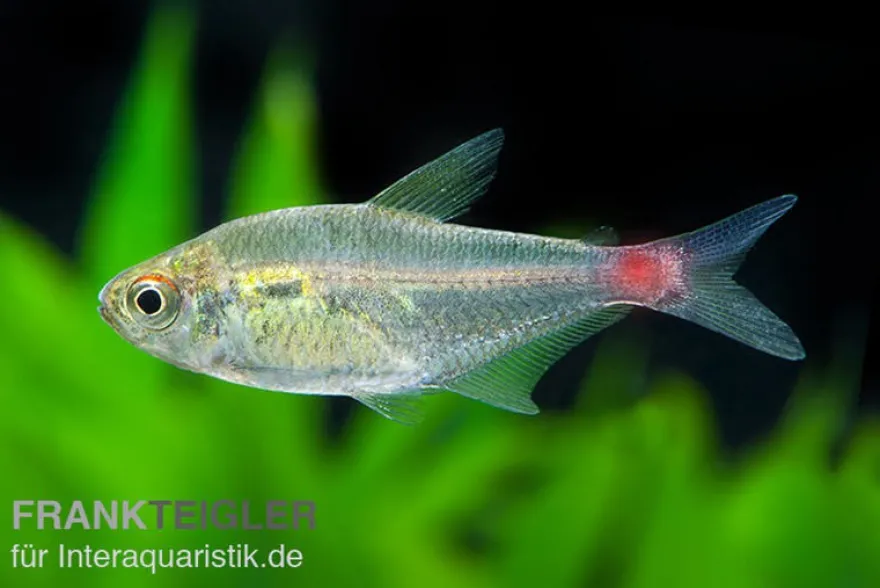 Blutschwanzsalmler, Hemigrammus stictus
