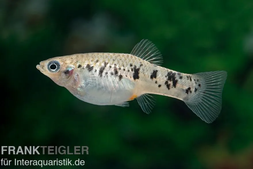 Bänderkärpfling, Limia vittata