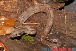 Boa constrictor imperator DNZ, Weiblich