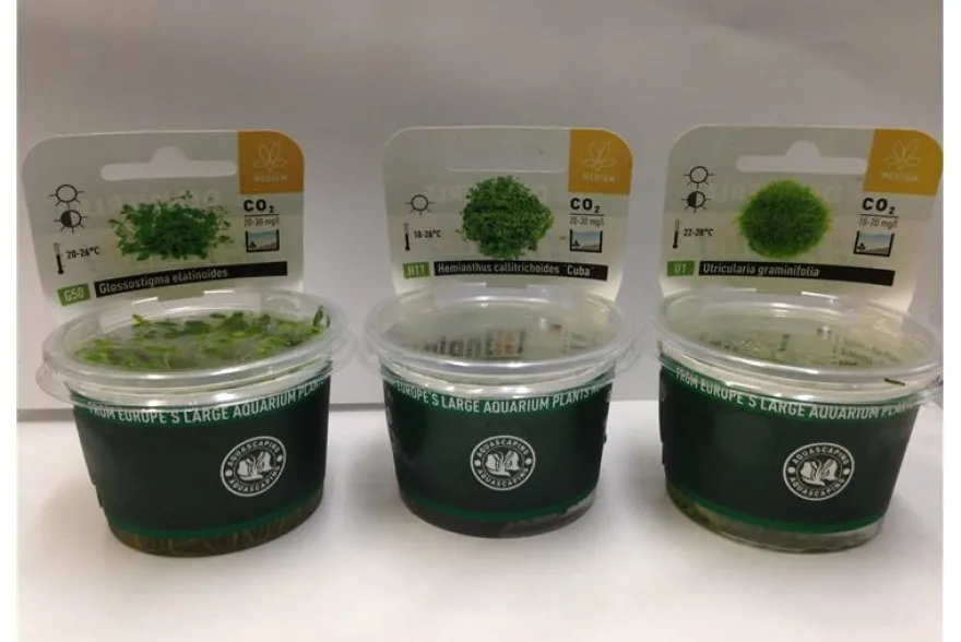 Bodendecker+Moos-Sortiment, In-Vitro, 6 Portionen
