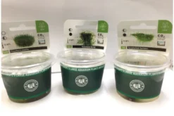 Bodendecker+Moos-Sortiment, In-Vitro, 6 Portionen