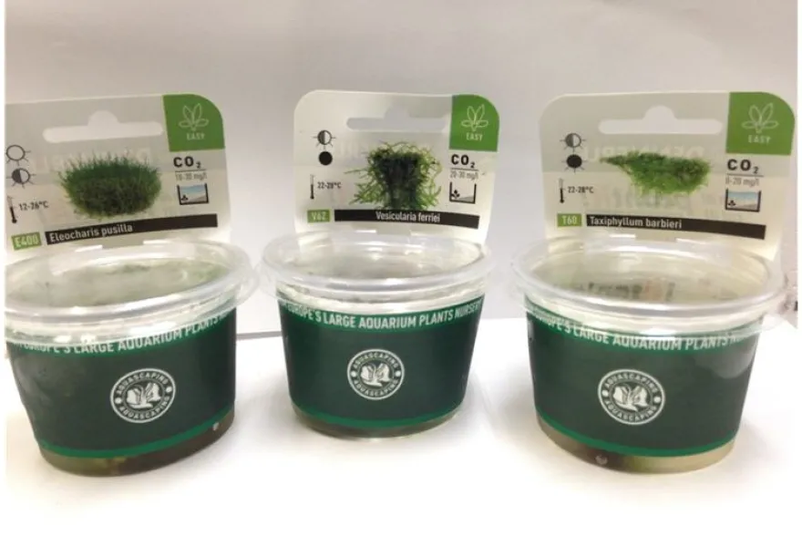 Bodendecker+Moos-Sortiment, In-Vitro, 6 Portionen