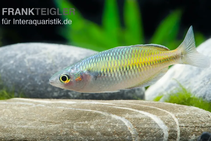 Boesemans Regenbogenfisch gelb, Melanotaenia boesemani YELLOW, 3-5 cm