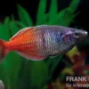 Boesemans Regenbogenfisch rot, Melanotaenia boesemani RED, DNZ