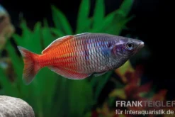 Boesemans Regenbogenfisch rot, Melanotaenia boesemani RED, DNZ
