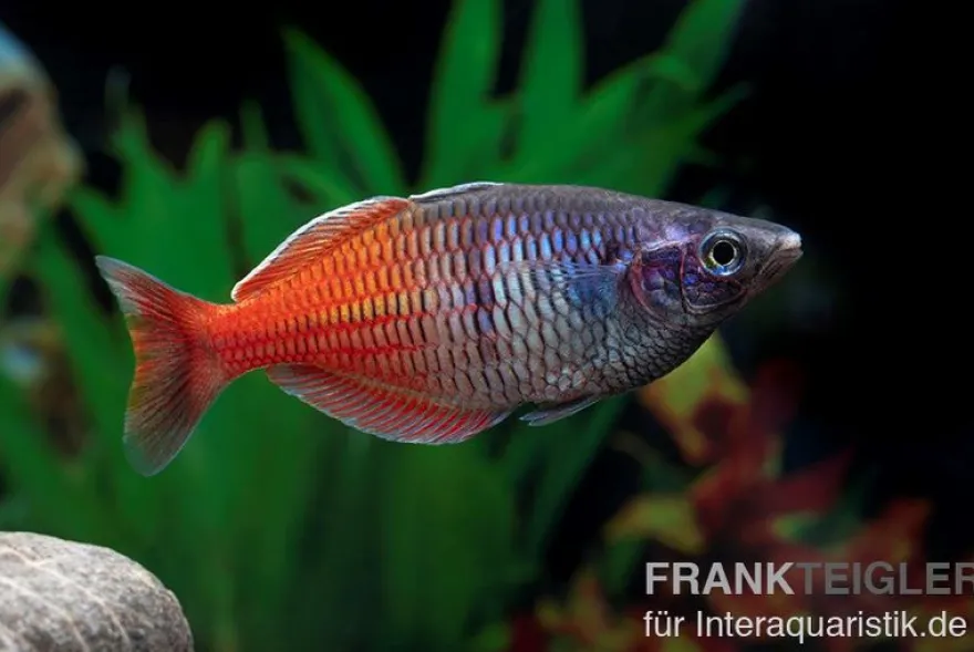 Boesemans Regenbogenfisch rot, Melanotaenia boesemani RED, DNZ