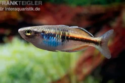 Boesemans Regenbogenfisch rot, Melanotaenia boesemani RED, DNZ