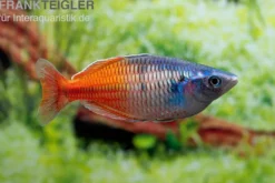 Boesemans Regenbogenfisch rot, Melanotaenia boesemani RED, DNZ