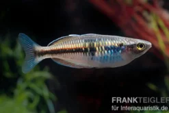 Boesemans Regenbogenfisch rot, Melanotaenia boesemani RED, DNZ