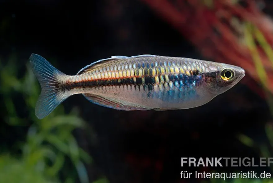 Boesemans Regenbogenfisch rot, Melanotaenia boesemani RED, DNZ