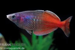 Boesemans Regenbogenfisch rot, Melanotaenia boesemani RED, DNZ