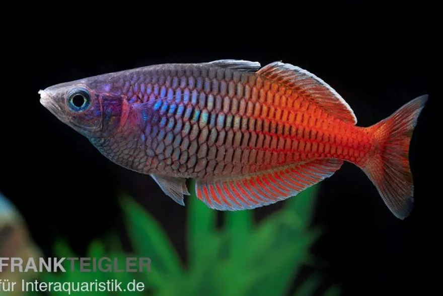Boesemans Regenbogenfisch rot, Melanotaenia boesemani RED, DNZ