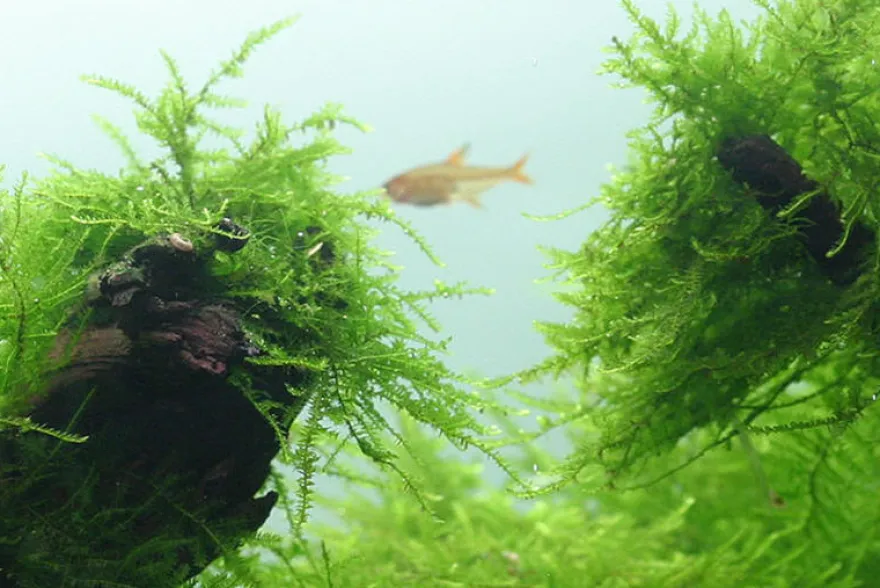 Bogormoos, Taxiphyllum barbieri, In Vitro