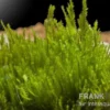 Bogormoos, Taxiphyllum barbieri, im Becher