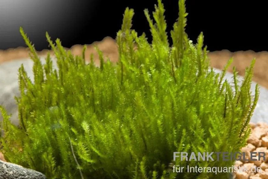 Bogormoos, Taxiphyllum barbieri, im Becher