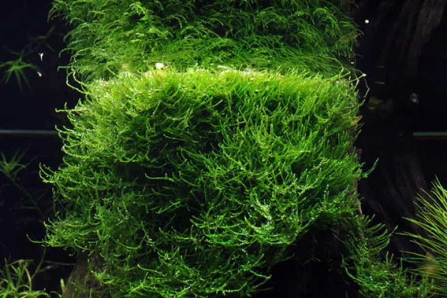 Bogormoos, Taxiphyllum barbieri, im Becher