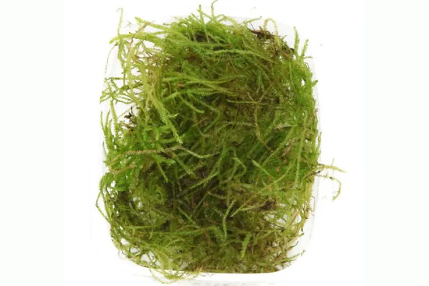Bogormoos, Taxiphyllum barbieri, im Becher